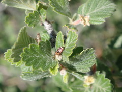 Cercocarpus montanus