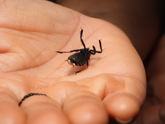 Apiomerus ochropterus