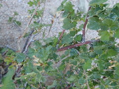 Ribes