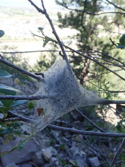 Malacosoma californica