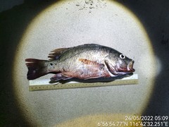 Lutjanus argentimaculatus