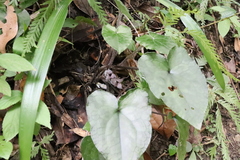 Asarum caudigerum