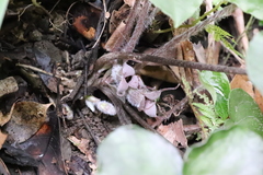 Asarum caudigerum