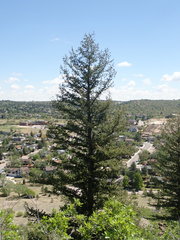 Pseudotsuga menziesii glauca