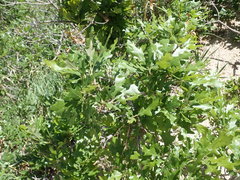 Quercus gambelii