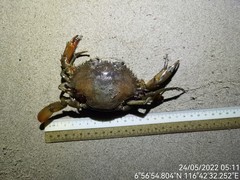 Scylla tranquebarica