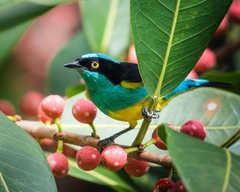 Yellow-Tufted Dacnis photo 4