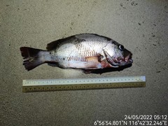 Lutjanus argentimaculatus