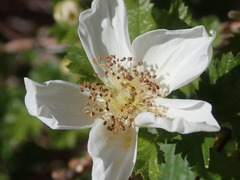 Rubus deliciosus