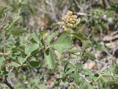 Rhus trilobata