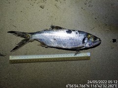 Megalops cyprinoides