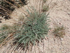 Artemisia frigida