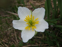 Ranunculus kuepferi
