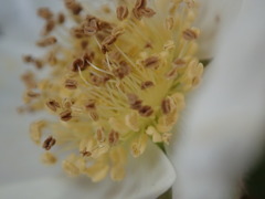 Rubus deliciosus