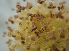Rubus deliciosus