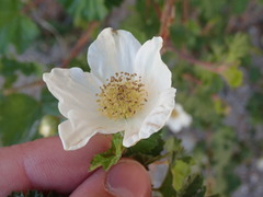 Rubus deliciosus