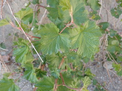 Rubus deliciosus