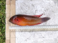 Labracinus cyclophthalmus