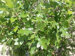 Quercus gambelii