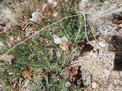 Oenothera pallida runcinata