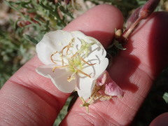 Oenothera pallida runcinata