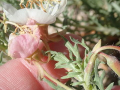 Oenothera pallida runcinata