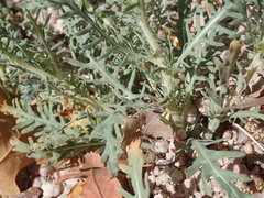 Oenothera pallida runcinata