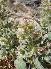 Phacelia heterophylla