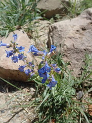 Penstemon virens