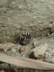 Habronattus clypeatus