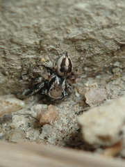 Habronattus clypeatus