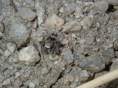 Habronattus clypeatus