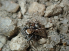 Habronattus clypeatus