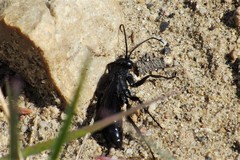 Anoplius tenebrosus