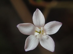 Gilia clokeyi