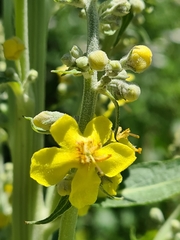 Verbascum lychnitis