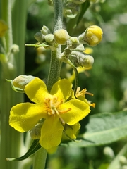 Verbascum lychnitis