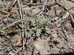 Gilia clokeyi