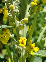 Verbascum lychnitis
