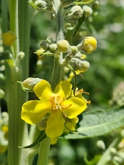 Verbascum lychnitis