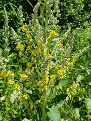 Verbascum lychnitis