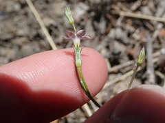 Gilia clokeyi