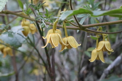 Clematis leschenaultiana