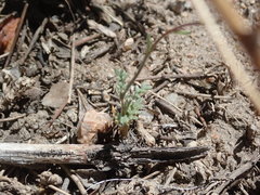 Gilia clokeyi