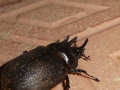 Heterogomphus mniszechi