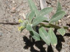 Alyssum