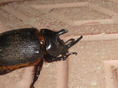 Heterogomphus mniszechi