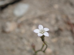 Gilia clokeyi