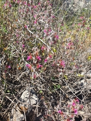 Teucrium divaricatum