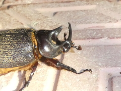 Heterogomphus mniszechi